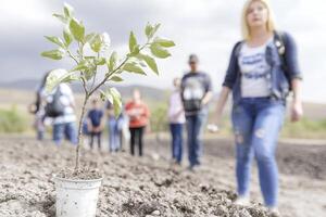 In a desolate expanse where life seems but a distant memory, a solitary sapling valiantly reaches for the heavens Its tender leaves, vibrant against the barren landscape, tell a tale of resilience photo