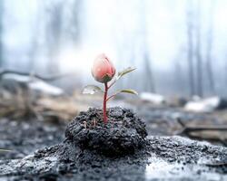 In a desolate landscape, a fragile sprout pushes through the cracked earth, a symbol of resilience and the enduring power of life Bathed in the gentle warmth of the sun, it reaches towards the sky, a photo