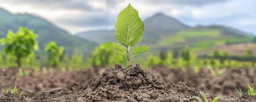 In a desolate landscape, where earth is parched and hope seems a distant memory, a singular green leaf emerges, a vibrant testament to life's resilience It stands defiant against the odds, a beacon photo