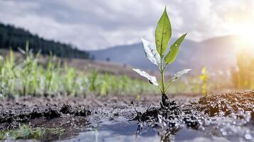 In a desolate terrain, where the sun casts its warm, golden embrace, a tenacious seedling stands defiant A symbol of resilience, it perseveres amidst the harsh conditions Its tender leaves reach photo