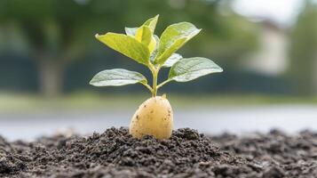 In a display of nature's fortitude, a delicate sprout valiantly emerges from the unforgiving, arid earth, its fragile leaves unfurling towards the sun This tender young plant, a testament to photo