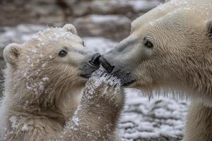In a frozen realm, a polar bear demonstrates an act of delicate self-care, captured in a stunning photograph that shows the raw, intimate behavior of wildlife The bear's thick fur, dusted with frost photo
