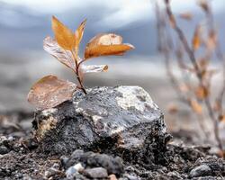 In a landscape barren and bleak, a single leaf pushes forth, a vibrant testament to the resilience of life Undeterred by the harsh, unforgiving terrain, it stands tall, a beacon of hope against the photo
