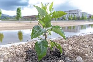 In a landscape often characterized by scarcity, a tender sapling stands defiant, a testament to nature's unyielding will to survive Its delicate leaves, vibrant with life, reach towards the sky photo