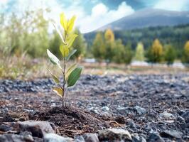 In a landscape of browns and grays, a solitary sapling reaches for the heavens, its tender leaves bathed in the warmth of golden light A symbol of hope amidst desolation, it stands as a testament to photo