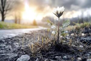 In a parched and unforgiving landscape, a lone, young plant bravely pushes through the cracked earth, its delicate leaves reaching for the sky, embodying resilience Despite the harsh conditions, the photo