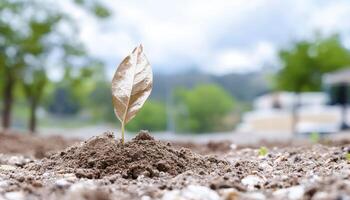 In a parched and unforgiving landscape, a solitary leaf emerges, a testament to life's tenacity It symbolizes resilience, hope blossoming amidst adversity This single leaf embodies the indomitable photo
