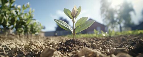 In a parched and unforgiving landscape, a single seedling emerges, a testament to resilience and the enduring power of life Its tender leaves reach towards the sun, a beacon of hope against the odds photo