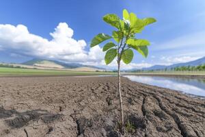 In a parched expanse, a sapling bravely rises, its tender leaves unfurling against the odds This small, green symbol of hope stands tall amidst the cracked earth, its roots digging deep in search of photo