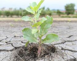 In a parched landscape, a single plant emerges, a testament to life's tenacity The cracked earth, a symbol of drought and hardship, yields to the unwavering will of this fragile yet resilient sprout photo