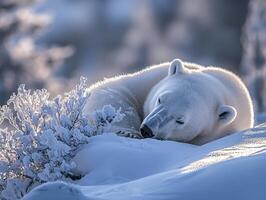 In a pristine Arctic landscape, a majestic polar bear seeks solace, curling up gently on a snow-dusted hill The scene exudes serenity and tranquility, showcasing the raw beauty of nature's harmony photo