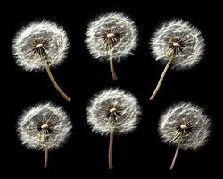 In a realm of ethereal beauty, dandelion seeds take flight, their delicate forms dancing upon the wind A gentle breeze carries them aloft, scattering their dreams across the landscape Each seed, a photo