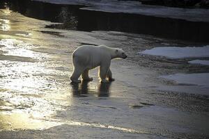 In a realm of frozen majesty, a polar bear, an emblem of Arctic resilience, emerges from the fading light Bathed in the radiant glow of a setting sun, its pristine fur glistens like freshly fallen photo