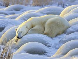 In a realm of pristine white, a solitary polar bear slumbers peacefully atop a glacial expanse Its thick, ivory fur blends seamlessly with the surrounding ice and snow, creating a harmonious fusion photo
