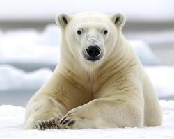 In a realm of pristine white, a majestic polar bear finds solace, resting gracefully upon a colossal glacier Towering ice formations cradle the bear in their icy embrace, highlighting its inherent photo