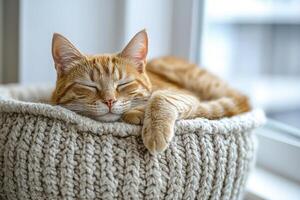 In a realm of tranquil slumber, a ginger feline finds solace within the soft embrace of a hand-knit basket Its gentle breaths orchestrate a symphony of peace, as soft light casts a warm glow upon its photo