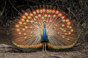 In a realm of untamed beauty, a vibrant peacock unfolds its resplendent plumage, a symphony of colors dancing in the gentle breeze Its iridescent feathers, adorned with intricate patterns and photo