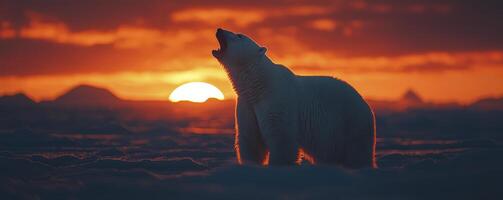 In a realm where ice meets fire, a majestic polar bear stands silhouetted against the Arctic dawn, its presence a testament to resilience It embodies strength and solitude The animal is bathed in an photo