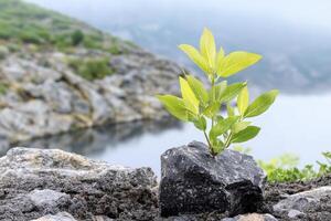 In a realm where golden sunlight dances upon the parched earth and whispers of resilience echo through the barren plains, a solitary green plant stands as a testament to nature's indomitable spirit photo