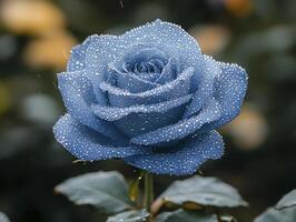 In a realm where hues transcend the familiar, a blue rose emerges, veiled in a delicate tapestry of glistening dewdrops Each droplet, a miniature world, reflects the cerulean petals, enhancing their photo