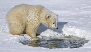 In a realm where stark white dominates, a solitary polar bear embarks on a quest for survival Approaching an icy fissure, it pauses, contemplating the depths below Its keen eyes scan the liquid photo
