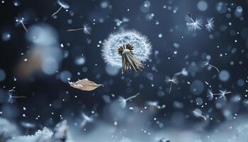 In a serene close-up, dandelion seeds gracefully embark on their airborne journey, lifted by the gentle breeze Each seed, a tiny parachute carrying untold dreams and heartfelt wishes, dances and photo