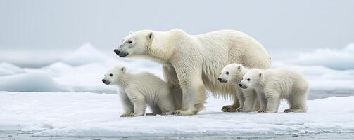 In a serene Arctic landscape, a majestic mother polar bear stands vigilant, watching attentively over her two adorable cubs The scene unfolds on a vast, icy expanse, where the stark white of the snow photo