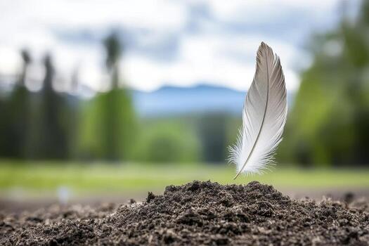 In a serene dance with gravity, a solitary feather descends, its pristine whiteness a beacon of purity against the world's canvas Drifting gently, it whispers tales of flight and freedom, a silent photo
