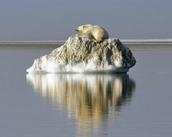 In a serene expanse of icy blue, a solitary polar bear finds respite, its pristine white fur a stark contrast against the ancient, weathered iceberg Drifting silently, this floating sanctuary carries photo