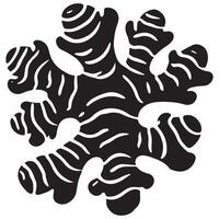 Ginger Root Illustration vector