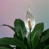 Elegant white peace lily flowers with deep green leaves displayed against a grey background showcasing indoor plant beauty and minimal style perfect for home decor themes photo