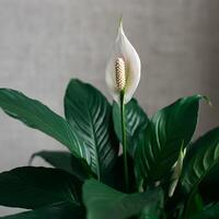 Elegant white peace lily flowers with deep green leaves displayed against a soft grey background showcasing indoor plant beauty and minimal style perfect for home decor themes photo