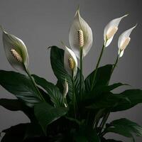 White peace lily Spathiphyllum flowers with deep green leaves in a minimal grey background indoor plant styling photo
