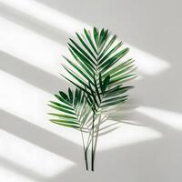 Palm leaf with green natural veins casting shadow on light wall creating minimalistic botanical pattern photo