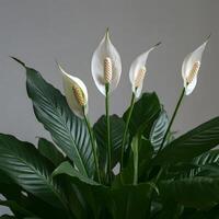 White peace lily Spathiphyllum flowers with deep green leaves on a minimal grey background indoor plant styling photo