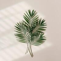 Palm leaf with green natural veins casting shadow on a light wall creating minimalistic botanical pattern photo