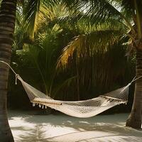 Empty woven hammock strung between palm trees on sandy ground with lush tropical foliage in warm sunlight photo
