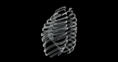 Hologram screen of sternum and ribs in thorax of a human skeleton - loop video