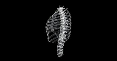 Hologram screen of thorax structure, ribs, sternum and vertebral colum - loop video