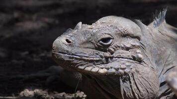 Rhinoceros iguana in a zoo natural park - Cyclura cornuta video