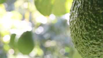 Detail of skin of natural hass avocado hanging in a avocado tree video