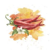 Red chili pepper with green stems and delicate white flower on textured yellow-orange splash background. Watercolor illustration hand drawn in botanical style. For packaging, menu, restaurant design. png