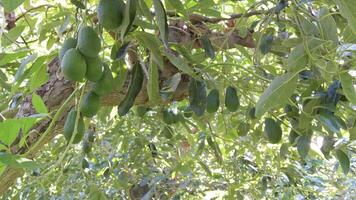 Natural hass avocado fruit hanging in a avocado tree in a tropical plantation video