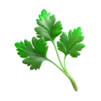 elegant rustic Cilantro Sprig Green Delicate Isolated high quality png