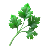 wonderful rustic Cilantro Sprig Green Delicate Isolated detailed png