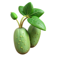 wonderful minimalist Cucumber Plant with Small Cucumbers Isolated Element authentic png