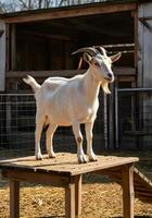 White goat standing on wooden platform in sunlight at a rural farm showcasing rustic livestock and country life photo