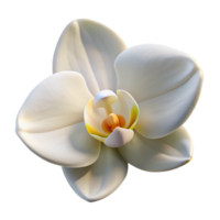 serene modern A Single White Orchid Soft Dif genuine png