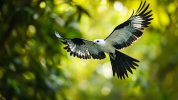 Majestic white-tailed eagle soaring in sunlit forest canopy photo