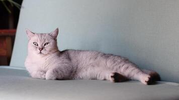 sleepy scottish straight gray kitten resting calmly on blue sofa in room with front paws folded, concept of comfort and warmth for pet,looking at the camera, video